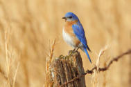 Eastern Bluebird